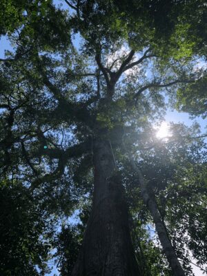 Samaúma, a powerful sacred tree for the indigenous people of the Amazonian rainforest (photo by Amanda Viana, 2022).